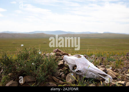 Eindrücke der schönen menschlichen freien Landschaft im Norden der Mongolei Stockfoto