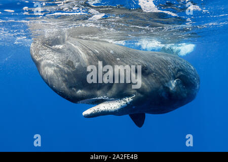 Sperm whale, Physeter macrocephalus, Chichi-jima, Bonin Inseln, Ogasawara Inseln, Weltnaturerbe, Tokio, Japan, Pazifischer Ozean Stockfoto