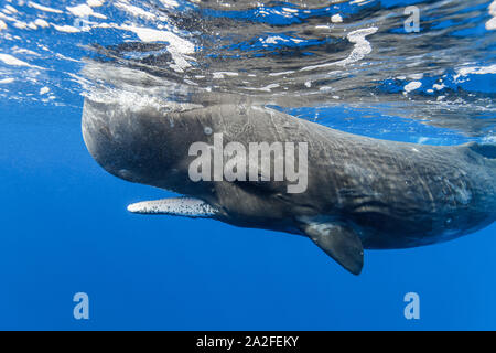 Sperm whale, Physeter macrocephalus, Chichi-jima, Bonin Inseln, Ogasawara Inseln, Weltnaturerbe, Tokio, Japan, Pazifischer Ozean Stockfoto