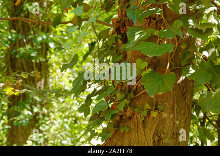 Hedera helix auch bekannt als Efeu, gemeinsame Efeu oder Europäischen Efeu auf einem Baumstamm im Herbst Jahreszeit bei Belgrad Wald, Istanbul wächst. Stockfoto