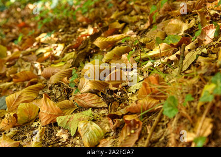 Getrocknete Blätter im natürlichen Zustand auf dem Waldboden im Herbst in Belgrad Wald Istanbul links. Stockfoto