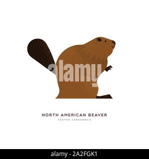 North American beaver Tier Abbildung auf isolierten weißen Hintergrund. Pädagogische wildlife Design mit Pflanzenarten Name Label. Stock Vektor