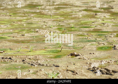 Moos und Schmutz auf eine getrocknete See unten in Belgrad Wald See in der Türkei. Unten am See ist wie Wasser Drawdown in der Sommersaison kommen. Stockfoto