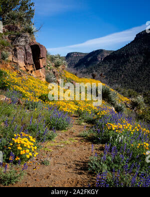 Verlassenen Straße wird. . . Vergessen Trail,. . . Wird. . . Gateway zu dem, was jenseits liegt. Salt River Canyon, Arizona. Stockfoto