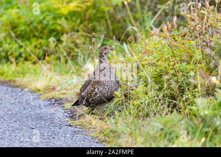 Eine weibliche Grouse im Paradise in Mt. Rainier National Park in Washington State Stockfoto