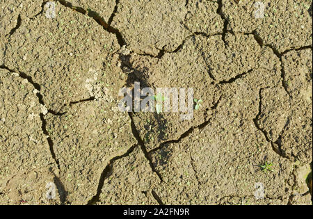 Getrocknete See und Risse auf dem Boden wie Wasser drawdown während der Sommersaison bei Belgrad Wald See in der Türkei. Stockfoto