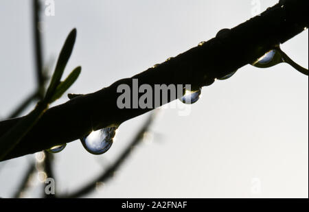 Nahaufnahme der Regentropfen auf grün Skelett Blätter nach dem Sturm Stockfoto