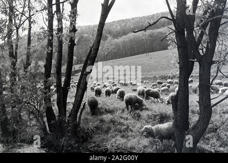 Ein Ausflug in den Odenwald, Deutsches Reich 30er Jahre. Ein Ausflug in den Wald von Oden, Deutschland 1930. Stockfoto