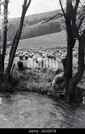 Ein Ausflug in den Odenwald, Deutsches Reich 30er Jahre. Ein Ausflug in den Wald von Oden, Deutschland 1930. Stockfoto