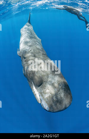 Freie Taucher schwimmen mit einem Pottwal, Physeter macrocephalus, der pottwal ist die größte Der zahnwale Pottwale tauchen als bekannt sind. Stockfoto