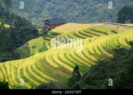 Peking, China. 17 Sep, 2019. Foto auf Sept. 17, 2019 zeigt eine Ansicht der terrassierten Feldern an jihua Dorf Jihua County im Rongjiang Bezirk Qiandongnan Miao und Dong Autonomen Präfektur getroffen, im Südwesten Chinas Provinz Guizhou. Credit: Yang Wenbin/Xinhua/Alamy leben Nachrichten Stockfoto
