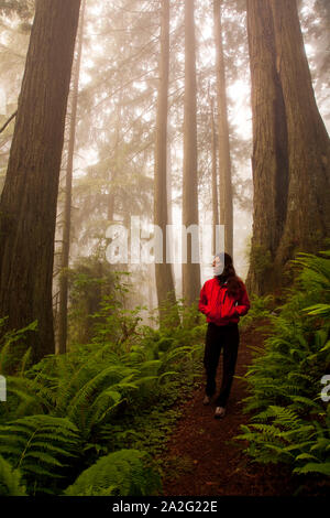 Frau wandern in den nebligen Redwood Forest in Del Norte Coast State Park, CA Stockfoto