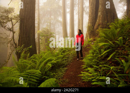 Frau wandern in den nebligen Redwood Forest in Del Norte Coast State Park, CA Stockfoto