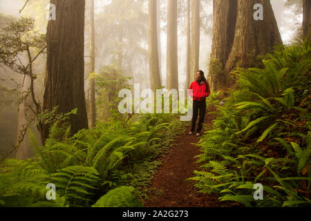 Frau wandern in den nebligen Redwood Forest in Del Norte Coast State Park, CA Stockfoto