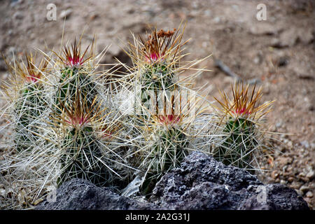 Erdbeere Stramineus Cactus Was bedeutet 'Made von Stroh". Im Desert Botanical Gardens in Albuquerque, New Mexico fotografiert. Stockfoto