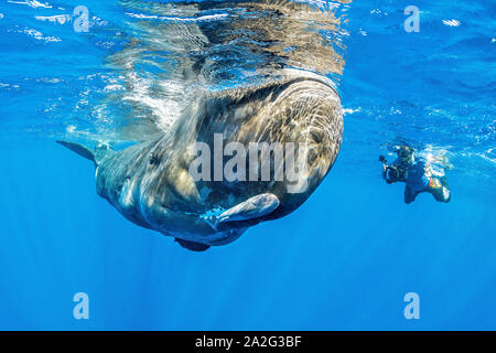 Unterwasserfotograf vor einem Pottwal, Physeter macrocephalus, der pottwal ist die größte Der zahnwale Pottwale bekannt sind. Stockfoto