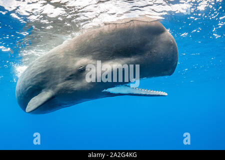 Sperm whale, Physeter macrocephalus, mit offenen Mund und zeigt die Zähne der Pottwal ist die größte Der zahnwale Pottwale zu bekannt sind. Stockfoto