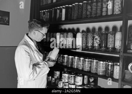 Ein Konserventechniker Eine 1963 Regal mit eingemachtem Obst und Gemüse im Konserventechnikum in Magdeburg, Deutschland 1930er Jahre. Ein foof Engineer bei einem Regal mit Konserven im Technischen Zentrum in Magdeburg, Deutschland 1930. Stockfoto