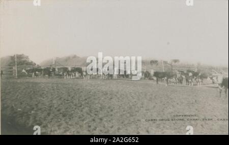 Schmirgel Le Grandeur, World Champion Rider, Cabri, Saskatchewan, Ansicht von Rindern auf seiner Ranch (HS 85-10 -33340). Stockfoto