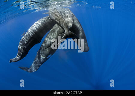 Pod der Pottwal, Physeter macrocephalus, Geselligkeit unter der Oberfläche der Pottwal ist die größte Der zahnwale Pottwale bekannt sind. Stockfoto
