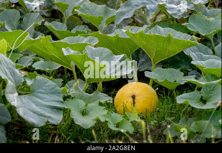 Ein reifeprozess Kürbis wächst, teilweise unter großen grünen Blättern versteckt, in einem Michigan Pumpkin Patch. Stockfoto