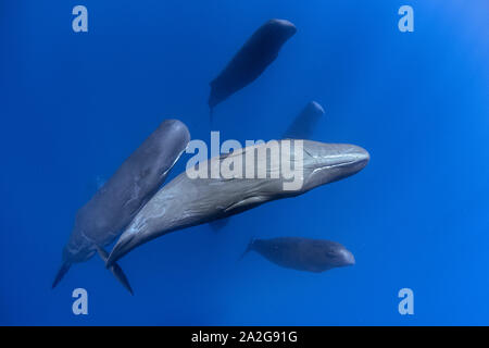 Sperm whale, Physeter macrocephalus, pod, Schlafen, Freunde treffen, vertikal in der Mitte unterbrochen - Wasser, Dominica, Karibik, Atlantik, Foto tak Stockfoto
