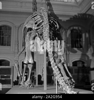 Das 1937 gestaltete Skelett eines Brachiosaurus brancai wirft Schatten im Naturkunde Museum Berlin, Deutschland 1930er Jahre. Das 1937 rekonstruierte Skelett eines Brachiosaurus brancai im Naturkunde Museum Berlin, Deutschland 1930. Stockfoto