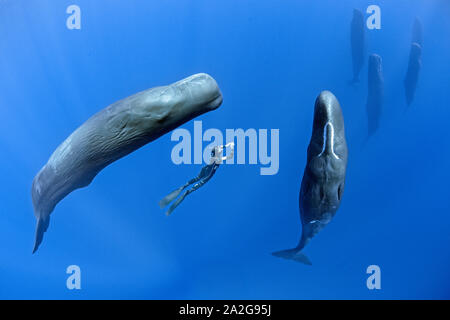 Sperm whale, Physeter macrocephalus, pod, Schlafen, Freunde treffen, vertikal in der Mitte unterbrochen - Wasser, Dominica, Karibik, Atlantik, Foto tak Stockfoto