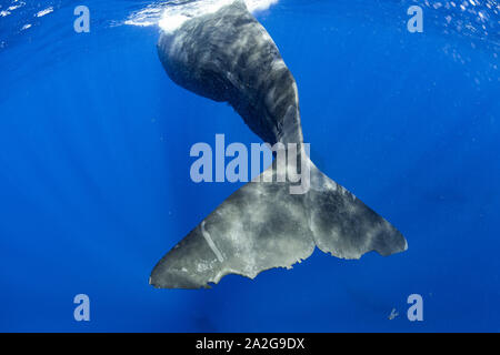 Sperm whale, Physeter macrocephalus, Dominica, Karibik, Atlantik, Foto unter erlauben #P 351/12 W-2 genommen Stockfoto