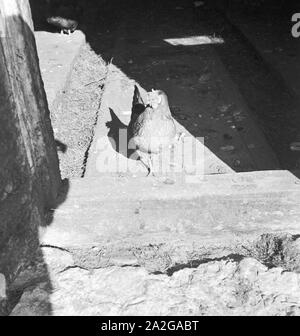 Ein Ausflug in Ein Skigebiet in Bayern, 1930er Jahre Deutsches Reich. Eine Reise in ein Skigebiet in Bayern, Deutschland der 1930er Jahre. Stockfoto