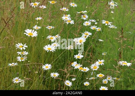 Wilden Gänseblümchen wachsen in einem Feld Stockfoto