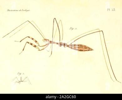 Empicoris vagabundus, 1831 René-Primevère Lektion. Stockfoto