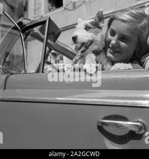 Eine junge Frau und ein kleiner Foxterrier am Steuer des Opel Blitz, Österreich 1930er Jahre. Eine junge Frau und ein Fox Terrier am Lenkrad eines Opel Blitz, Österreich 1930. Stockfoto