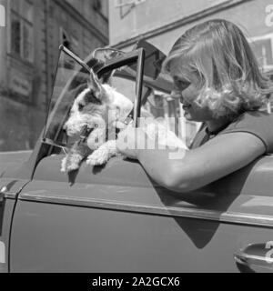 Eine junge Frau und ein kleiner Foxterrier am Steuer des Opel Blitz, Österreich 1930er Jahre. Eine junge Frau und ein Fox Terrier am Lenkrad eines Opel Blitz, Österreich 1930. Stockfoto