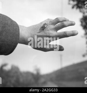 Ein Maikäfer in der Hand eines Mannes, Deutschland 1930er Jahre. Kann ein Käfer auf der Hand eines Mannes, Deutschland 1930. Stockfoto