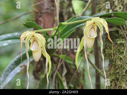 Seltene Orchideen, Phragmipedium warszewiczianum Copalinga, Podocarpus-nationalpark, Zamora, Ecuador Stockfoto