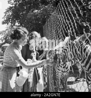 Drei Junge Frauen bin Zebragehege Im Wilhelma Tierpark in Stuttgart, Deutschland, 1930er Jahre. Drei junge Frauen bei der Zebra Verbindung an Wilhelma Zoologischer Gärten in Stuttgart, Deutschland der 1930er Jahre. Stockfoto