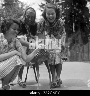 Drei junge Frauen devastate im Zoo ein kleines Reh, Deutschland 1930er Jahre. Drei junge Frauen streicheln ein Reh im Zoo, Deutschland 1930. Stockfoto