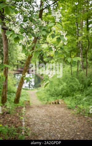 Schönen Zweigen der blühenden weißen Vogel Kirsche (Prunus padus) im Park auf dem Hintergrund der alten gepflasterten Straße, Schritte und den See. Stockfoto