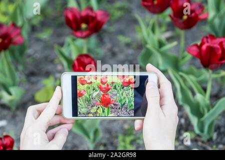 Mädchen Fotos auf dem Telefon schöne rote Tulpen (Tulipa). Stockfoto