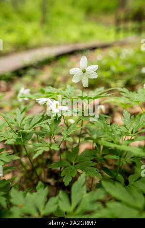 Schöne, weiße Blumen der Anemone Eiche (Anemone officinalis) in einem Wald in der Nähe, auf einer verschwommenen Hintergrund eine Spur und eine Brücke. Stockfoto