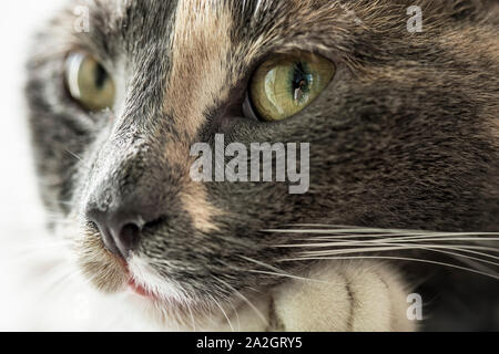 Сute, Junge 3-farbige Katze, in das grüne Auge des Fotografen widerspiegelt. Close-up. Stockfoto