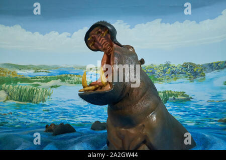 Ein Beispiel für eine hippotamus in einem taxidermy Diorama am Natural History Museum Satwa in Batu Stadt, Indonesien. Stockfoto