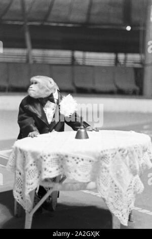 Ein Affe in der Manege in einem Karlsbader Zirkus, Deutsches Reich 30er Jahre. Ein Affe, der in der Manege im Zirkus in Karlsbad, Deutschland 1930. Stockfoto