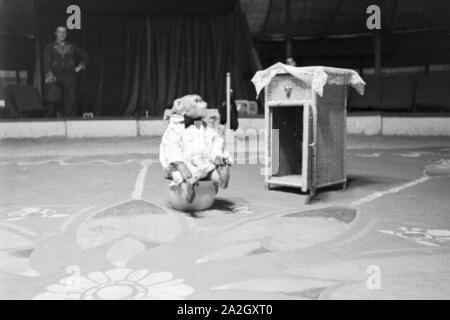 Ein Affe in der Manege in einem Karlsbader Zirkus, Deutsches Reich 30er Jahre. Ein Affe, der in der Manege im Zirkus in Karlsbad, Deutschland 1930. Stockfoto