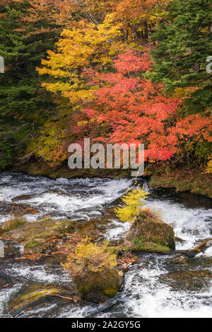 Herbst Wald mit Bach Wasser zu Chezenji Ryuzu fällt mit dem See im Hintergrund, Nikko Tochigi in Japan Stockfoto