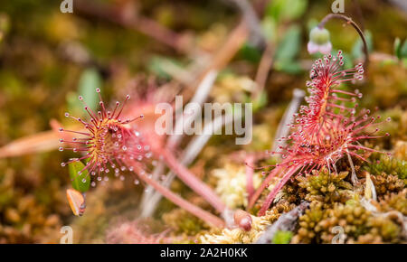 Schöne runde-leaved Sonnentau (Drosera rotundifolia) ist eine fleischfressende Pflanze auf einem Sumpf an einem Sommertag. Stockfoto