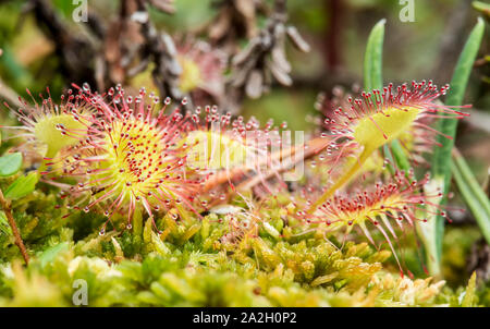 Schöne runde-leaved Sonnentau (Drosera rotundifolia) ist eine fleischfressende Pflanze auf einem Sumpf an einem Sommertag. Stockfoto