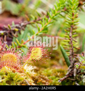 Schöne runde-leaved Sonnentau (Drosera rotundifolia) ist eine fleischfressende Pflanze auf einem Sumpf an einem Sommertag. Stockfoto