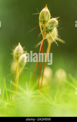 Makro Moos von kukushkin Flachs (Polytrichum commune) an einem Sommertag im Wald. Stockfoto